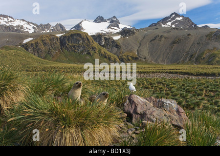 Des bébés phoques à fourrure antarctique Arctocephalus gazella à la neige à Sheathbill Chionis alba Gold Harbour Géorgie du Sud Antarctique Banque D'Images