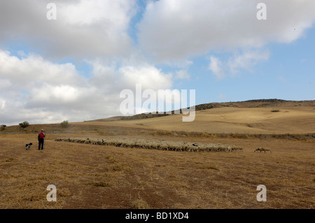 Photo d'un troupeau de moutons Banque D'Images