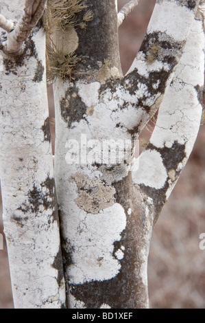 Palo Santo (Bursera graveolens) tronc recouvert de lichen blanc Ile Rabida Océan Pacifique Galápagos Banque D'Images