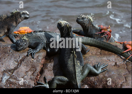 Iguane marin (Amblyrhynchus cristatus) et Sally Lightfoot (crabes Grapsus sp.) sur les roches de pâturage Rabida Océan Pacifique Galápagos Banque D'Images