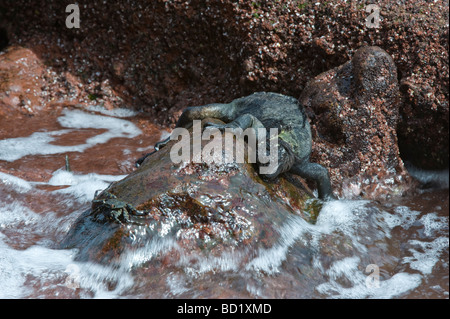 Iguane marin (Amblyrhynchus cristatus) se nourrissant de roches riches en fer Rabida Îles Galápagos de l'océan Pacifique l'Amérique du Sud Banque D'Images