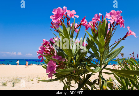 Arbustes à fleurs qui borde la plage de Skala sur l'île grecque de Céphalonie, Grèce GR Banque D'Images