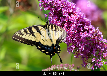 Zebra swallowtail butterfly Banque D'Images