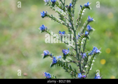 Echium vulgare bugle Banque D'Images