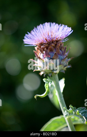 Cynara scolymus artichaut Banque D'Images