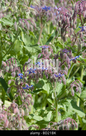 Borago officinalis bourrache commun Banque D'Images