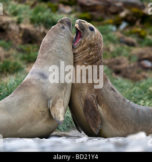 Les jeunes hommes qui l'éléphant de la pratique à la vie adulte Banque D'Images