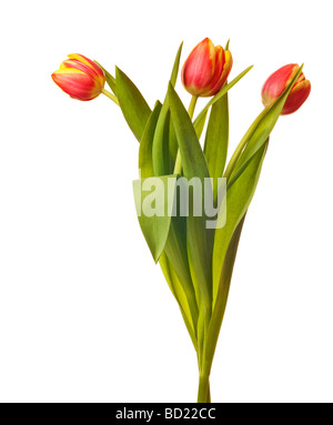 Tulipe jaune et rouge isolé sur fond blanc Banque D'Images