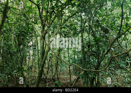 La jungle dans le parc national Khao Yai en Thailande Banque D'Images