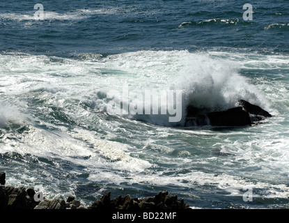 Walker Bay, Strandved, Overberg, Western Cape, Afrique du Sud, Afrique, RSA Banque D'Images