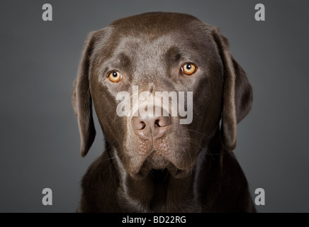 Portrait of a Cute chiot labrador Chocolat Banque D'Images