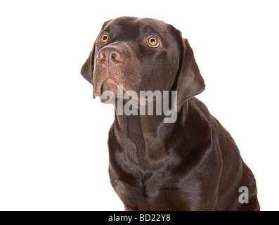 Tourné d'un mignon Labrador assis contre fond blanc Banque D'Images