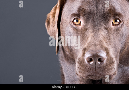 Gros plan d'un superbe labrador Chocolat contre l'arrière-plan gris Copyspace Banque D'Images