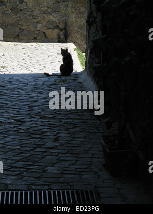 Un chat noir assis dans la rue en ville ville Banque D'Images