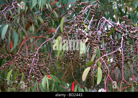 Spinning Gum Tree, Eucalyptus perriniana, Myrtaceae, Victoria, Australie Banque D'Images