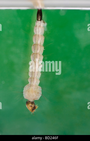 Larve de moustique tigre asiatique (Aedes albopictus), une espèce qui transmet le virus du Nil occidental Banque D'Images