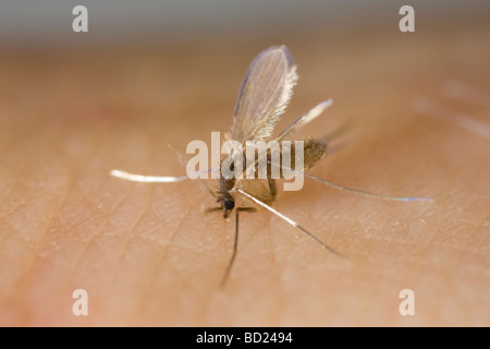 Phlebotomine femelle phlébotome (Phlebotomus) argentipes mordant un bras humain Banque D'Images