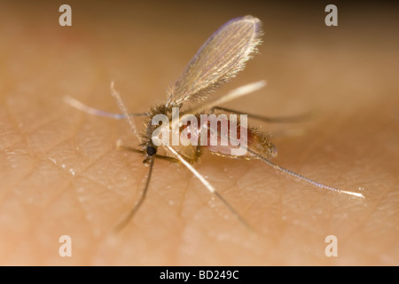 Phlebotomine femelle phlébotome (Phlebotomus) argentipes mordant un bras humain Banque D'Images