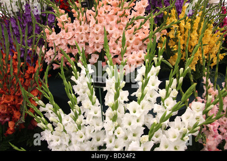 Glaïeul sur l'affichage à l'ERS montrent Tatton Park Banque D'Images