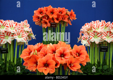 Hippereastrum fleurs sur l'affichage à l'ERS montrent Tatton Park Banque D'Images