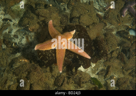 Étoile de mer (Asterias rubens), Suède Banque D'Images