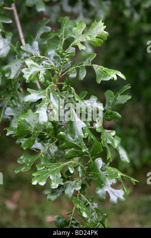 Oak Valley californienne ou les feuilles des arbres, le chêne blanc Quercus lobata, Fagaceae, CALIFORNIE, ÉTATS UNIS, Amérique du Nord Banque D'Images