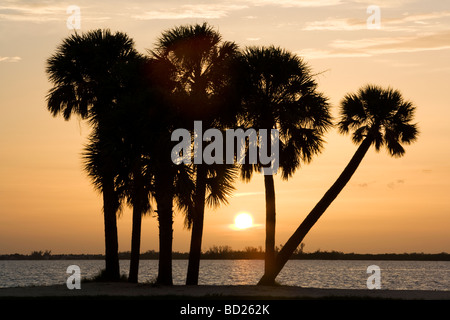 Palmiers au coucher du soleil - l'île de Sanibel Causeway - Sanibel Island, Floride