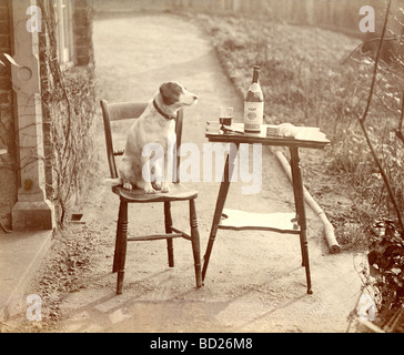 Chien sophistiqués assis sur une chaise avec du vin et tuyau Banque D'Images