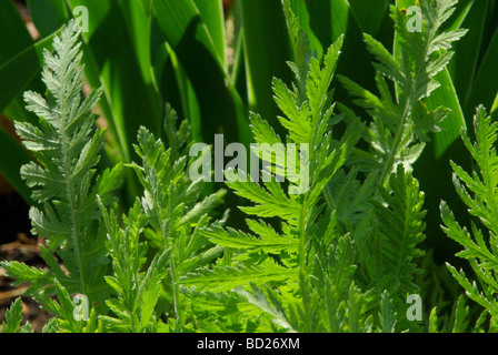 Schafgarbeblatt 02 feuilles de Yarrow Banque D'Images