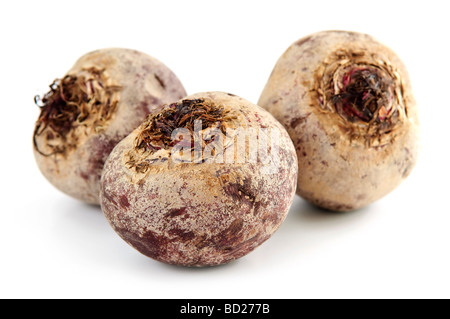 Close up de trois betteraves à sucre isolated on white Banque D'Images