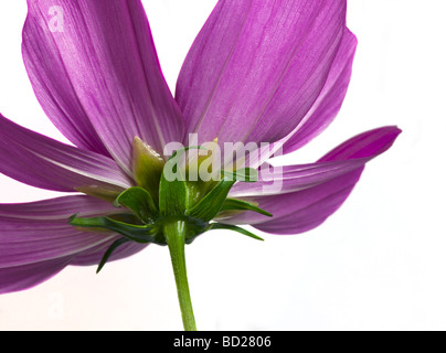 Cosmos Sonata blanc Carmine sur Banque D'Images