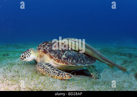 Rencontre avec une tortue alors que la plongée dans la mer Rouge près de Marsa Alam en Egypte Banque D'Images