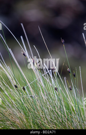 Marais Schoenus nigricans rush noir Banque D'Images