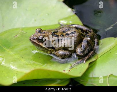 Grenouille Commune, Grenouille Commune Européenne Ou Grenouille Brune Commune Européenne, Rana Temporaria, Ranidae. Un Amphibiens Britannique Commun. ROYAUME-UNI Banque D'Images