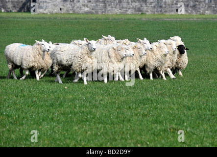 Un troupeau de moutons courir autour de biens immobiliers à lancer l'essai national de berger à Castle Hill Brayford Devon Banque D'Images