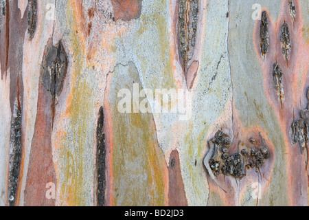 L'écorce des arbres d'Eucalyptus à l'Embalse de Montejaque dans le Parc Naturel Sierra de Grazalema, Province de Cadix, Andalousie, Espagne Banque D'Images