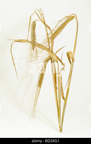 L'orge (Hordeum vulgare), venu les oreilles, studio photo Banque D'Images