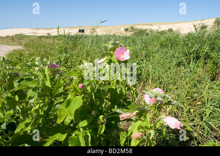 Hibiscus indigènes (Swamp mauve rose), par la rivière Huchet (Landes - France). Hibiscus des marais, le long du courant d'Huchet. Banque D'Images