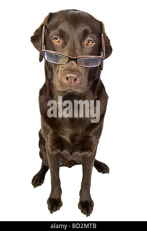 Habile à la Labrador Chocolat Banque D'Images