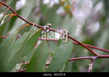 Spinning Gum Tree, Eucalyptus perriniana, Myrtaceae, Victoria, Australie Banque D'Images