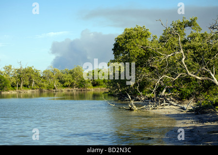 Marais de mangroves sur l'Île de Holbox, Quintana Roo, Yucatán, Mexique, une destination mexicaine unique dans le Yucatan Channel Banque D'Images