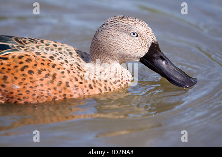 Canard souchet, Anas platalea rouge Banque D'Images