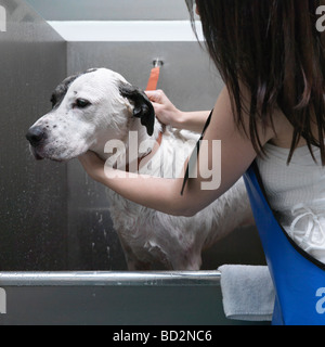 Femme chien de baignade Banque D'Images