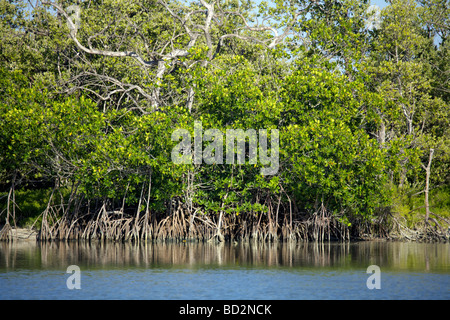 Marais de mangroves sur l'Île de Holbox, Quintana Roo, Yucatán, Mexique, une destination mexicaine unique dans le Yucatan Channel Banque D'Images