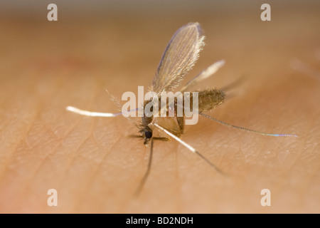 Phlebotomine femelle phlébotome (Phlebotomus) argentipes mordant un bras humain Banque D'Images