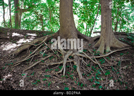 Les racines exposées tenant serré et montrant la force de troncs d'arbres connexion à la terre Banque D'Images
