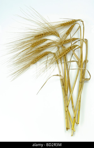 L'orge (Hordeum vulgare), venu les oreilles, studio photo Banque D'Images