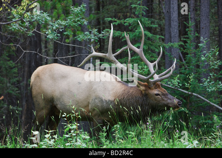 Wapiti Wapiti ou également connu sous le nom de dans le parc national de Banff Alberta Canada Banque D'Images