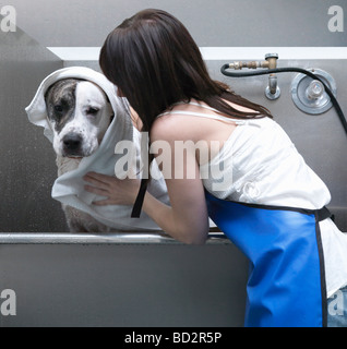 En éponge Femme chien d'arrêt Banque D'Images