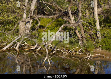 Marais de mangroves sur l'Île de Holbox, Quintana Roo, Yucatán, Mexique, une destination mexicaine unique dans le Yucatan Channel Banque D'Images